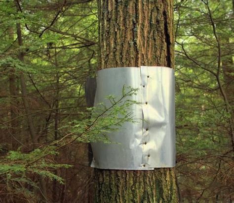 sheet metal tree|sheet metal placement around trees.